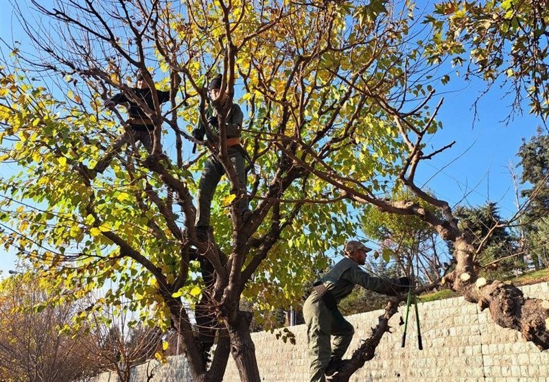 آغاز هرس 60000 اصله درخت در معابر و بوستان‌های مرکز شهر تهران