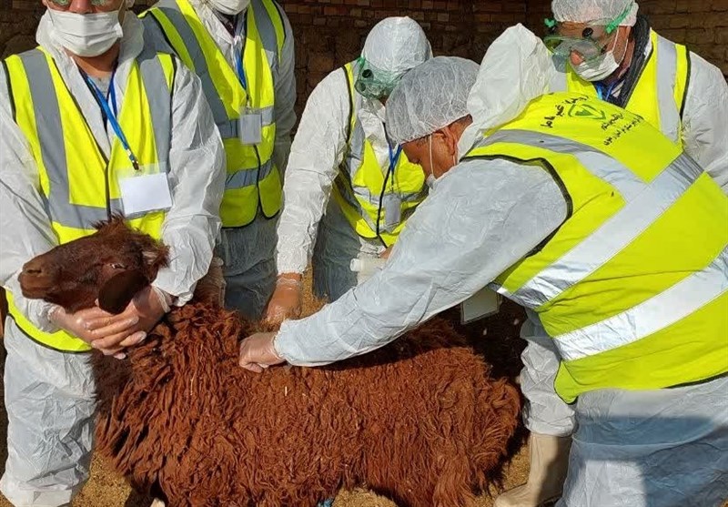 رزمايش،بيماري،پدافند،كريمه،كنگو،نيشابور،رضوي،زيستي،دام،خراسان