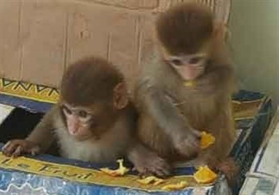 کشف محموله پرندگان کمیاب و میمون از قاچاق در مرز بلوچستان