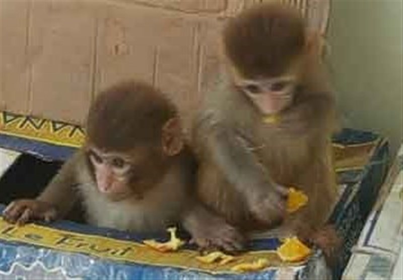 کشف محموله پرندگان کمیاب و میمون از قاچاق در مرز بلوچستان