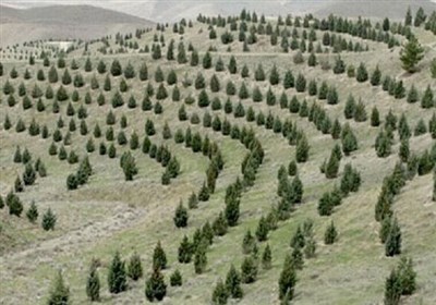  آغاز کاشت ۱ میلیارد درخت در کشور از امروز 