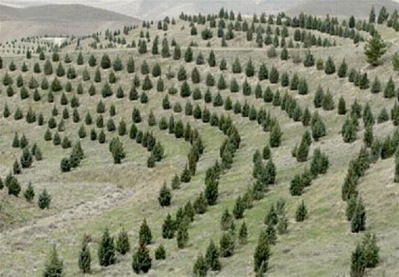 آغاز کاشت 1 میلیارد درخت در کشور از امروز