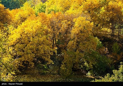 پاییز رنگارنگ کردستان