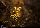 پاییز رنگارنگ کردستان
