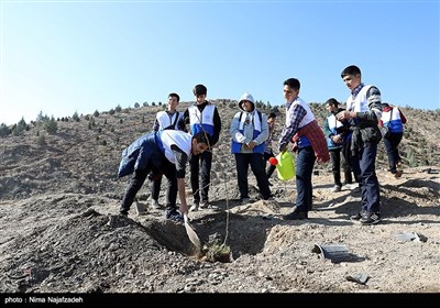 کاشت 500 اصله درخت در ارتفاعات غرب مشهد