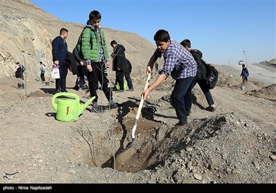 کاشت 500 اصله درخت در ارتفاعات غرب مشهد