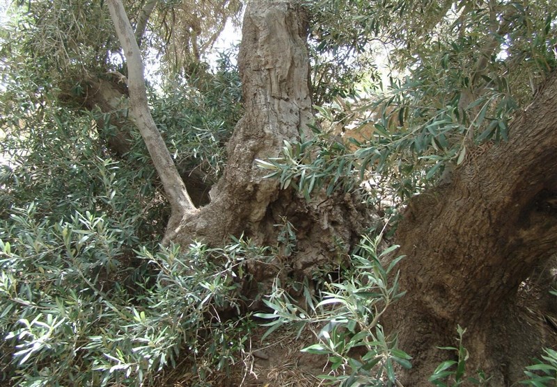 درختان 800 ساله زیتون فسون شهرستان خوسف هرس شد