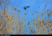 پرواز کبوترها در روزهای پاییزی