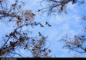 پرواز کبوترها در روزهای پاییزی