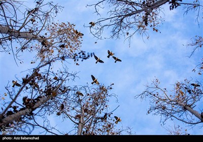 پرواز کبوترها در روزهای پاییزی
