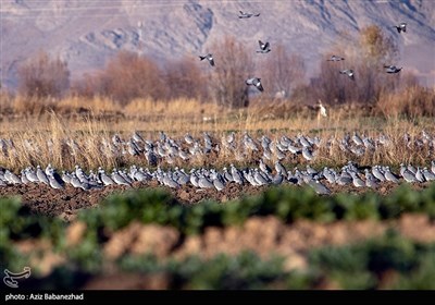 این پرنده با فرارسیدن زمستان خود را به روستاها ی امن و زمینهای کشاورزی اطراف آنها می رسانند تا از شرایط کافی برای خوراکشان برخوردار بشوند .