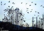 پرواز کبوترها در روزهای پاییزی