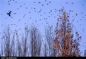 پرواز کبوترها در روزهای پاییزی