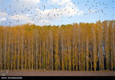 این پرنده با فرارسیدن زمستان خود را به روستاها ی امن و زمینهای کشاورزی اطراف آنها می رسانند تا از شرایط کافی برای خوراکشان برخوردار بشوند .