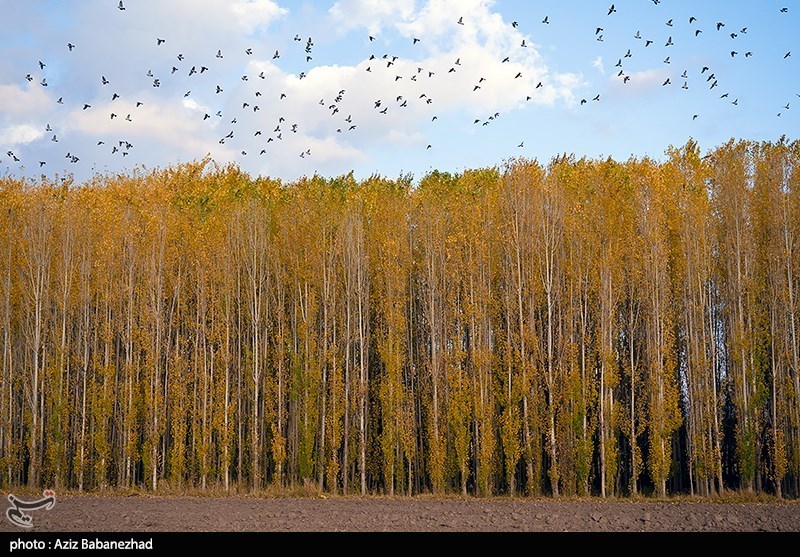 این پرنده با فرارسیدن زمستان خود را به روستاها ی امن و زمینهای کشاورزی اطراف آنها می رسانند تا از شرایط کافی برای خوراکشان برخوردار بشوند .