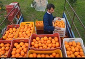 Iran’s Mazandaran Province’s Citrus Fruits Highly Welcomed in Oman