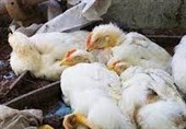 آنفلوانزای فوق حاد پرندگان مورد رصد دامپزشکی اردبیل است