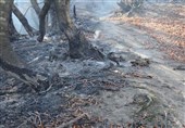 مهار آتش‌ در منطقه حفاظت‌ شده «کرایی» در خوزستان