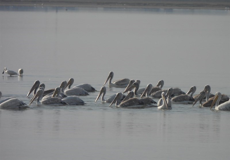 افزایش 10 تا 20 برابری ورود پرندگان مهاجر به خلیج گرگان پس از لایروبی