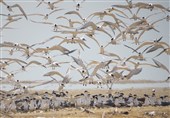مهاجرت یک میلیون بال پرنده تابستان‌گذران به مازندران