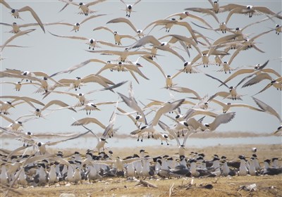  مهاجرت یک میلیون بال پرنده تابستان‌گذران به مازندران 
