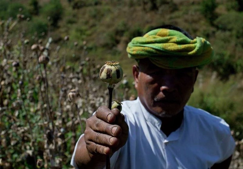 میانمار جای افغانستان را به عنوان بزرگترین تولیدکننده تریاک جهان گرفت