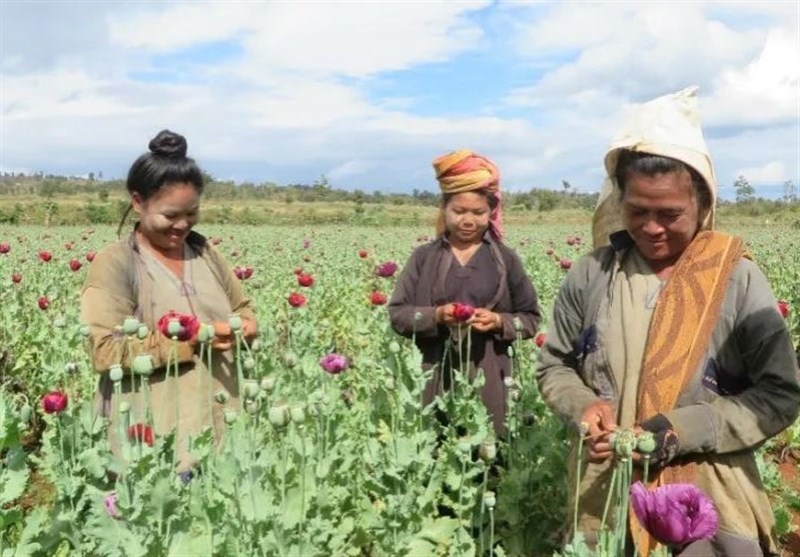 Myanmar Is Now World&apos;s Largest Source of Opium, UN Says