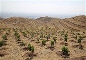 روستای جابوز خلیل آباد پیشرو در طرح ملی کاشت 1میلیارد درخت