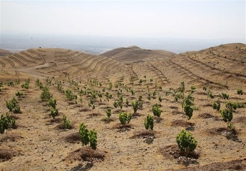 کاشت 20 هزار درخت تولید چوب با پساب فاضلاب بوشهر