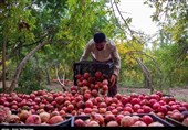 Over 800 Tons of Pomegranates Exported from Jolfa to EAEU Markets: Official