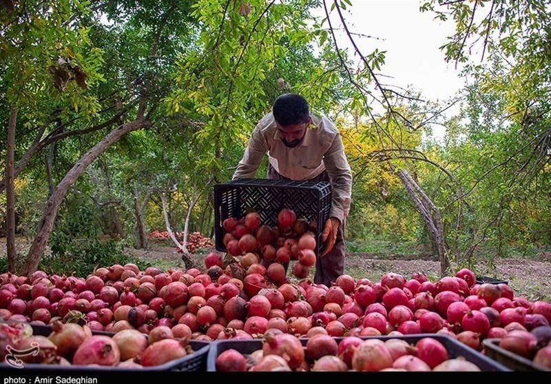 Over 800 Tons of Pomegranates Exported from Jolfa to EAEU Markets: Official