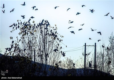 Миграция птиц в тропические регионы