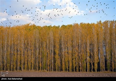 Миграция птиц в тропические регионы