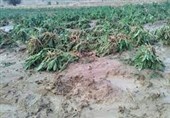 خسارت سیل به 11 هزار هکتار از مزارع دهلران