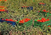 تولید 400 هزار تن گوجه فرنگی در جنوب استان بوشهر