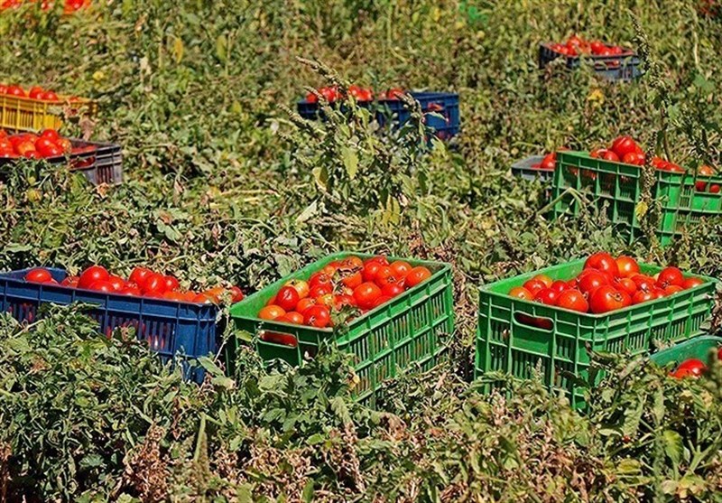 تولید 400 هزار تن گوجه فرنگی در جنوب استان بوشهر