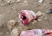 کشف لاشه 38 گراز؛ شناسایی مرکز فرآوری گوشت گراز در دماوند