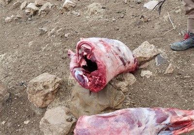 مركز،گراز،فرآوري،دماوند،وحشي،شكار،حيوانات