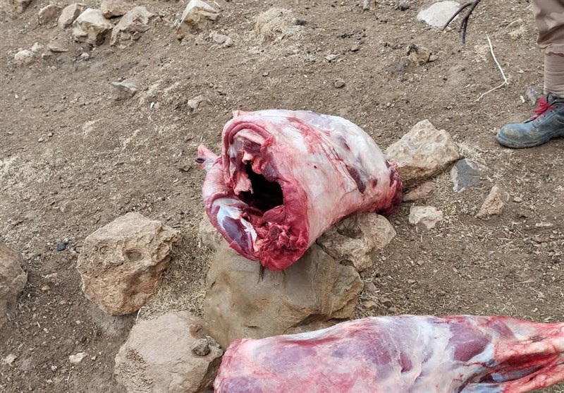 مركز،گراز،فرآوري،دماوند،وحشي،شكار،حيوانات