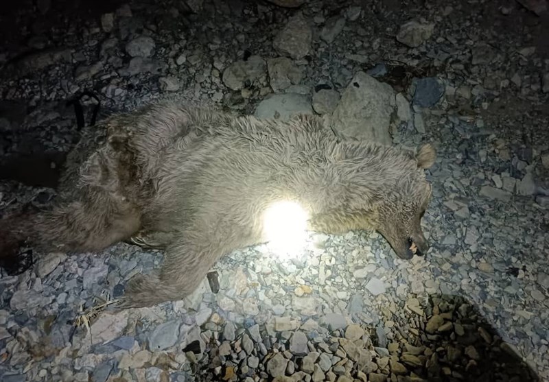 کشف لاشه یک قلاده خرس قهوه‌ای در ارتفاعات کوه‌های مناطق آزاد چرام + تصاویر