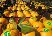 Iran’s Mazandaran Exports 3rd Shipment of Citrus Fruits to Russia via Amirabad Port