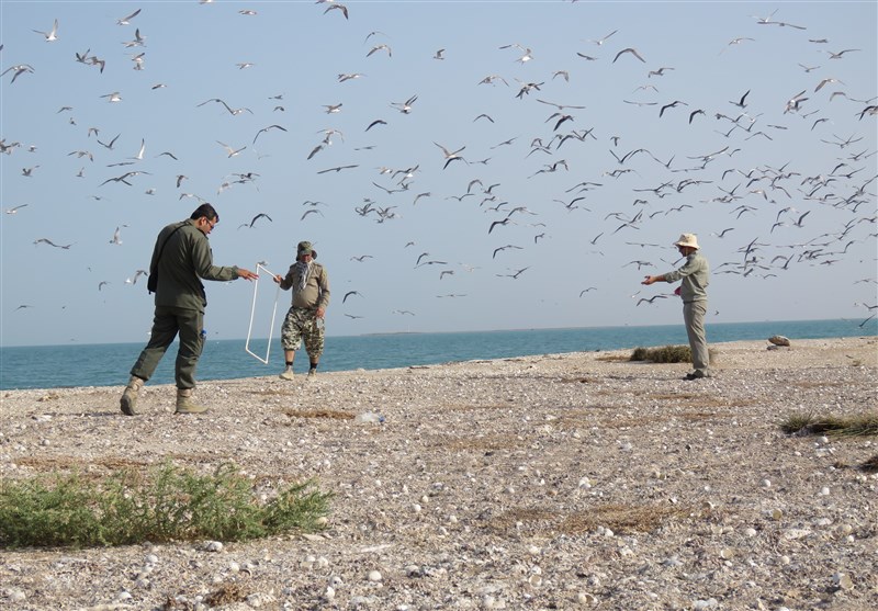کوچ پرندگان زمستان‌گذر به مناطق مختلف استان بوشهر + تصویر