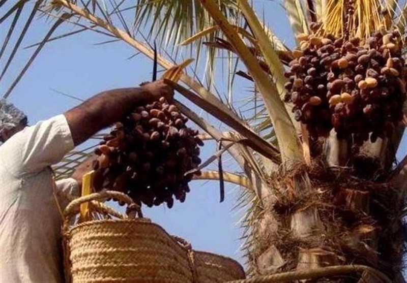 Iran’s Jahrom to Export 16,000 Tons of Fresh Dates by Yearend: Official