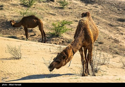 شترها به دلیل سیستم گوارشی خاص، از گیاهان بیابانی تغذیه می‌کنند که شن‌زارهای خسرج به خوبی نیازهای این موجود خارق‌العاده را فراهم کرده است. شترها و به ویژه بچه‌شترها آسیب‌پذیرند و به بوی مواد نفتی بسیار حساس هستند. این در حالیست که عملیات مالچ‌پاشی نفتی و کارگاه‌های مرتبط با آن، در 400 متری زیستگاه کلونی شترها مستقر شده که زندگی و سلامت آنها را به شدت تهدید می‌کند