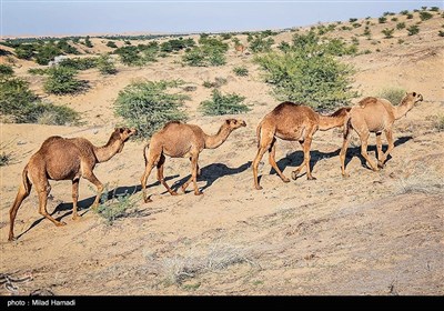 کارشناسان محیط زیست بر این باورند که تپه‌های ماسه‌ای خوزستان، مرطوب‌ترین شن‌زارهای کشور هستند که نباید با پاشیدن مواد نفتی و کاشت جنگل‌های کهور این زیستگاه غنی که دارای گونه‌های گیاهی و جانوری خاصی است، تخریب شود. 