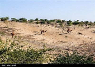 کارشناسان محیط زیست بر این باورند که تپه‌های ماسه‌ای خوزستان، مرطوب‌ترین شن‌زارهای کشور هستند که نباید با پاشیدن مواد نفتی و کاشت جنگل‌های کهور این زیستگاه غنی که دارای گونه‌های گیاهی و جانوری خاصی است، تخریب شود. 