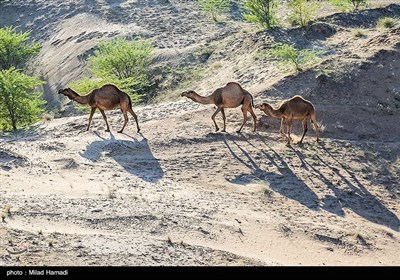 کارشناسان محیط زیست بر این باورند که تپه‌های ماسه‌ای خوزستان، مرطوب‌ترین شن‌زارهای کشور هستند که نباید با پاشیدن مواد نفتی و کاشت جنگل‌های کهور این زیستگاه غنی که دارای گونه‌های گیاهی و جانوری خاصی است، تخریب شود. 
