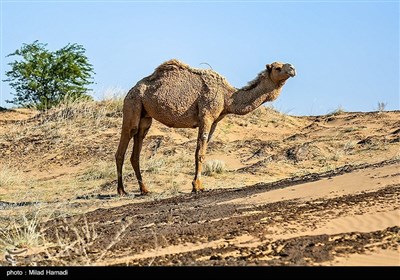 شترها به دلیل سیستم گوارشی خاص، از گیاهان بیابانی تغذیه می‌کنند که شن‌زارهای خسرج به خوبی نیازهای این موجود خارق‌العاده را فراهم کرده است. شترها و به ویژه بچه‌شترها آسیب‌پذیرند و به بوی مواد نفتی بسیار حساس هستند. این در حالیست که عملیات مالچ‌پاشی نفتی و کارگاه‌های مرتبط با آن، در 400 متری زیستگاه کلونی شترها مستقر شده که زندگی و سلامت آنها را به شدت تهدید می‌کند