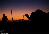 صدور دستور قضایی برای جمعآوری شترهای سرگردان بندرخمیر