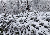بارش زیبای برف در دیار کویری ایران/ یزد هم سفیدپوش شد + فیلم